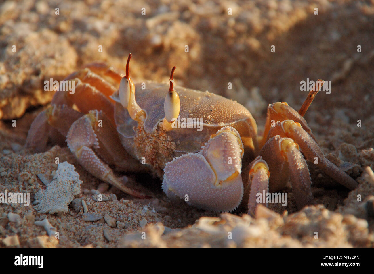 Ghost crab Stock Photo