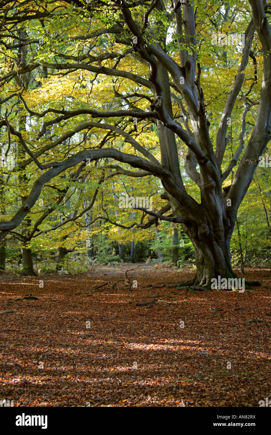 Beech Trees, Ashridge Forest, Hertfordshire, UK Stock Photo - Alamy