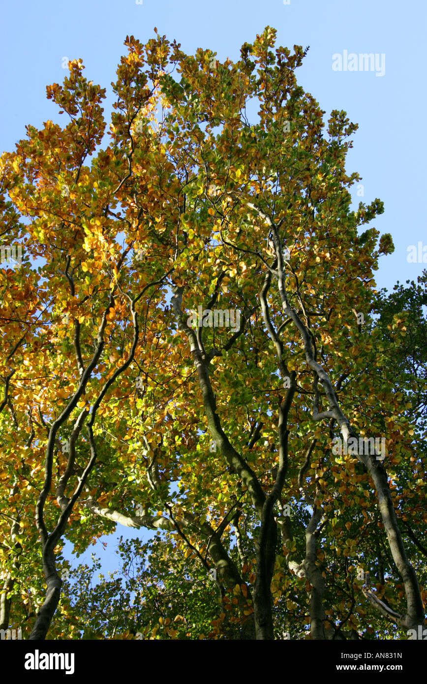Beech Trees Ashridge Forest Stock Photo