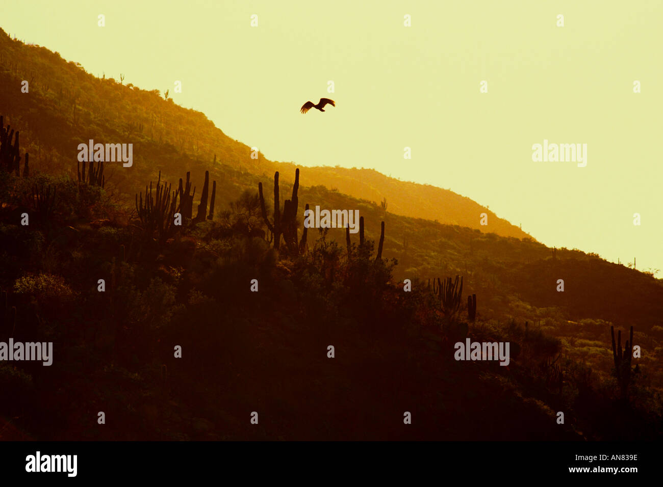 Desert plant baja mexico hi-res stock photography and images - Alamy