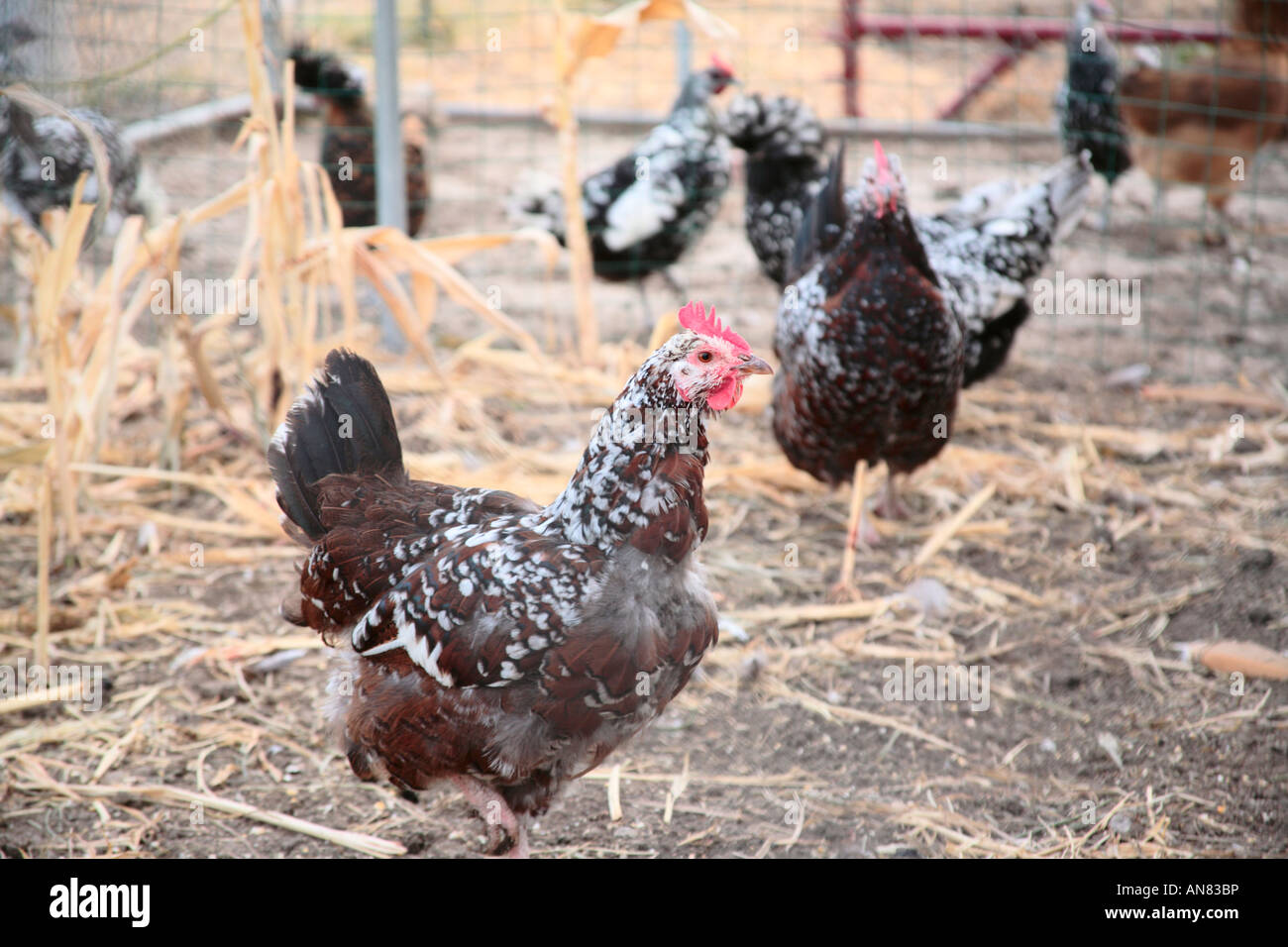 Chickens in Coop Stock Photo - Alamy