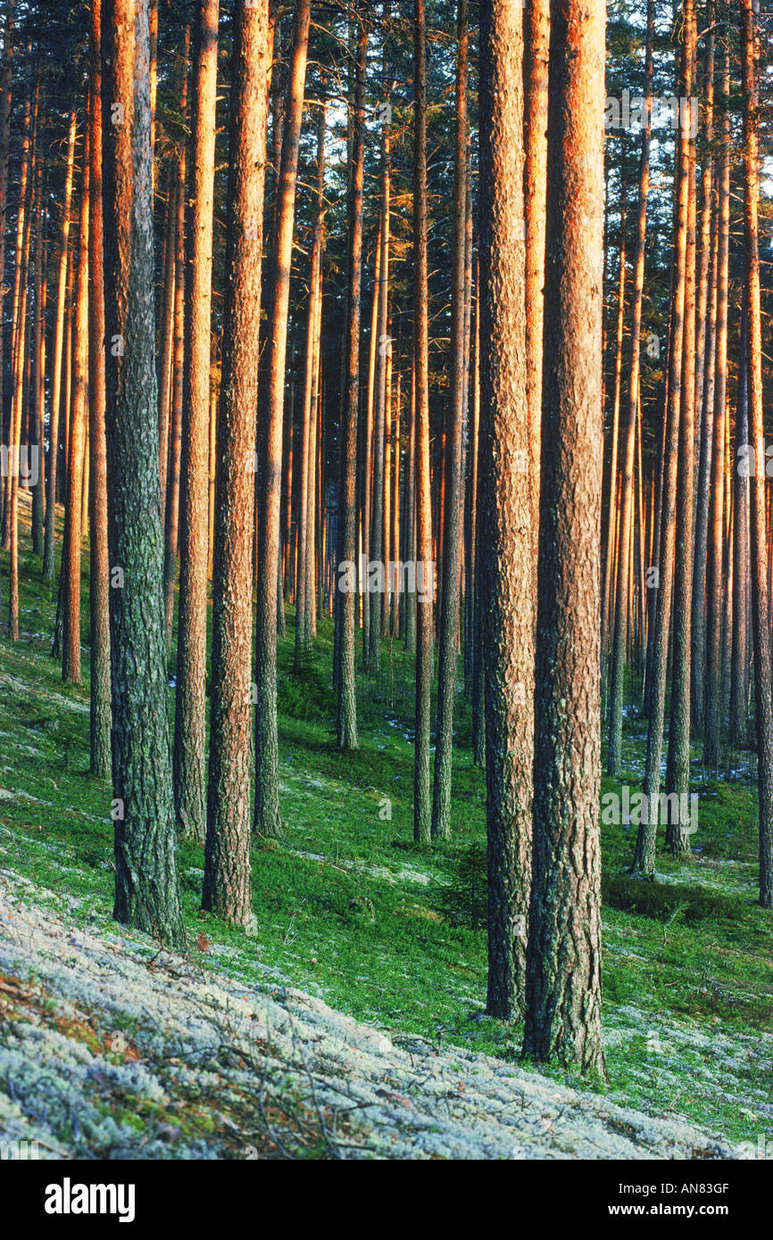 Trunks of cultivated pine trees in sunset light in Sweden Stock Photo