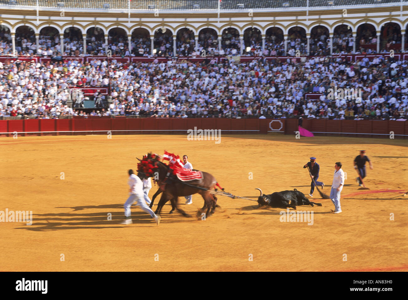 Horses dragging away dead bull from ring in Seville, Spain Stock Photo
