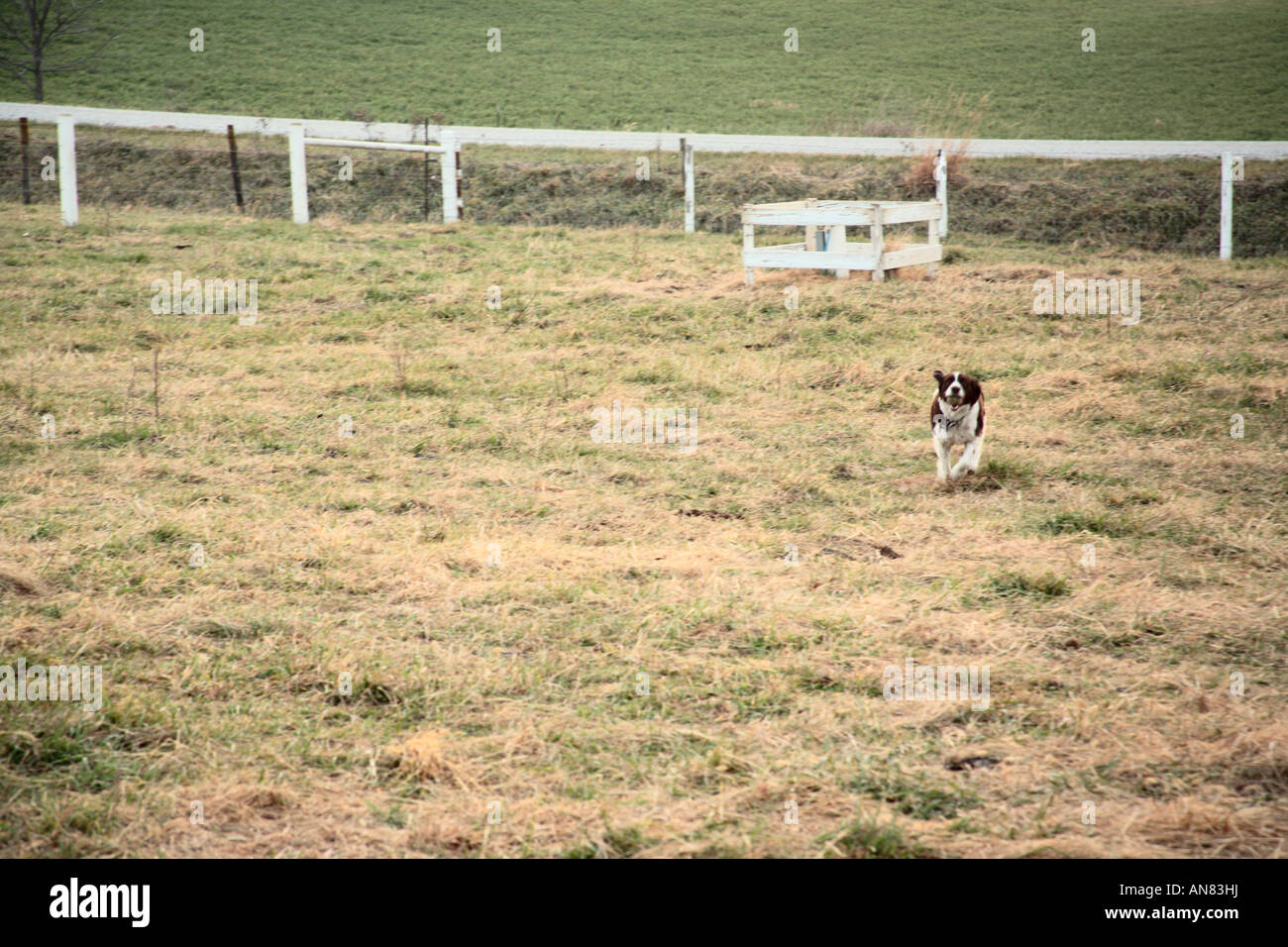 Dog Running in Pasture Stock Photo