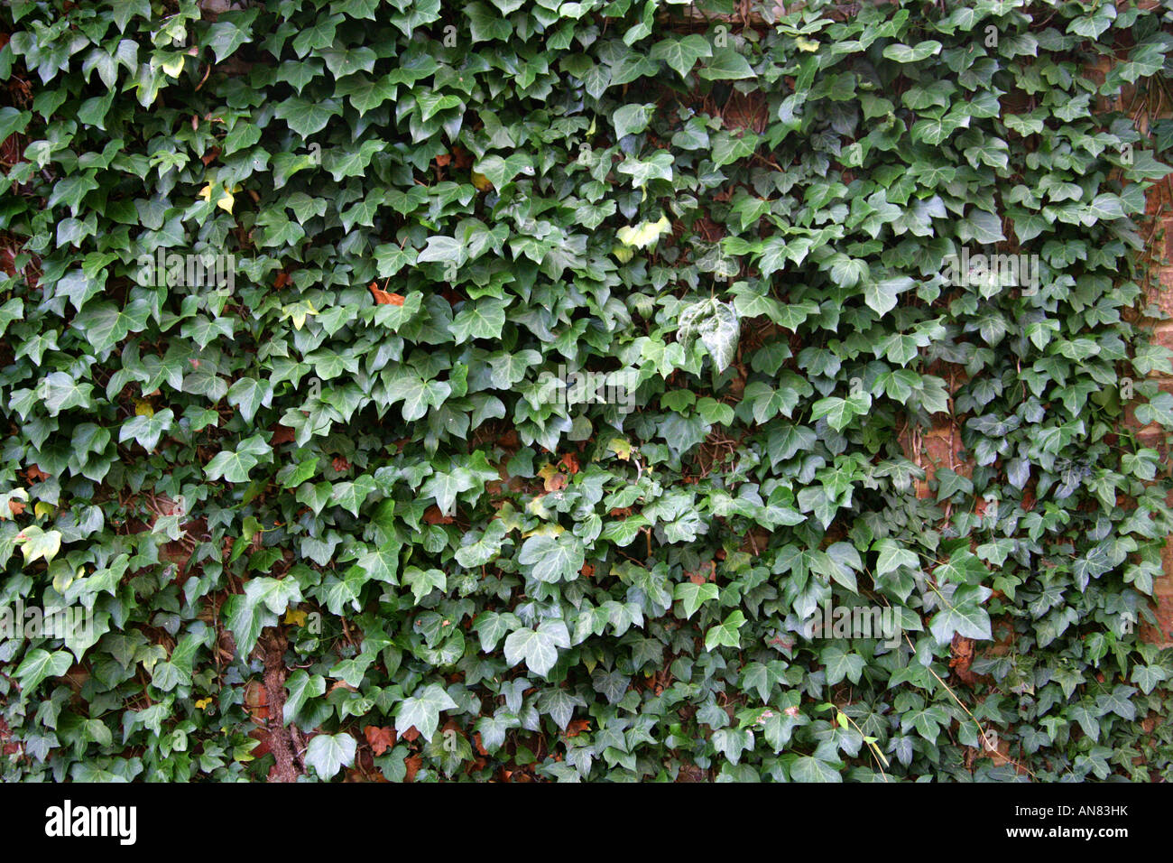 Ivy, Hedera helix, Growing on a Wall Stock Photo