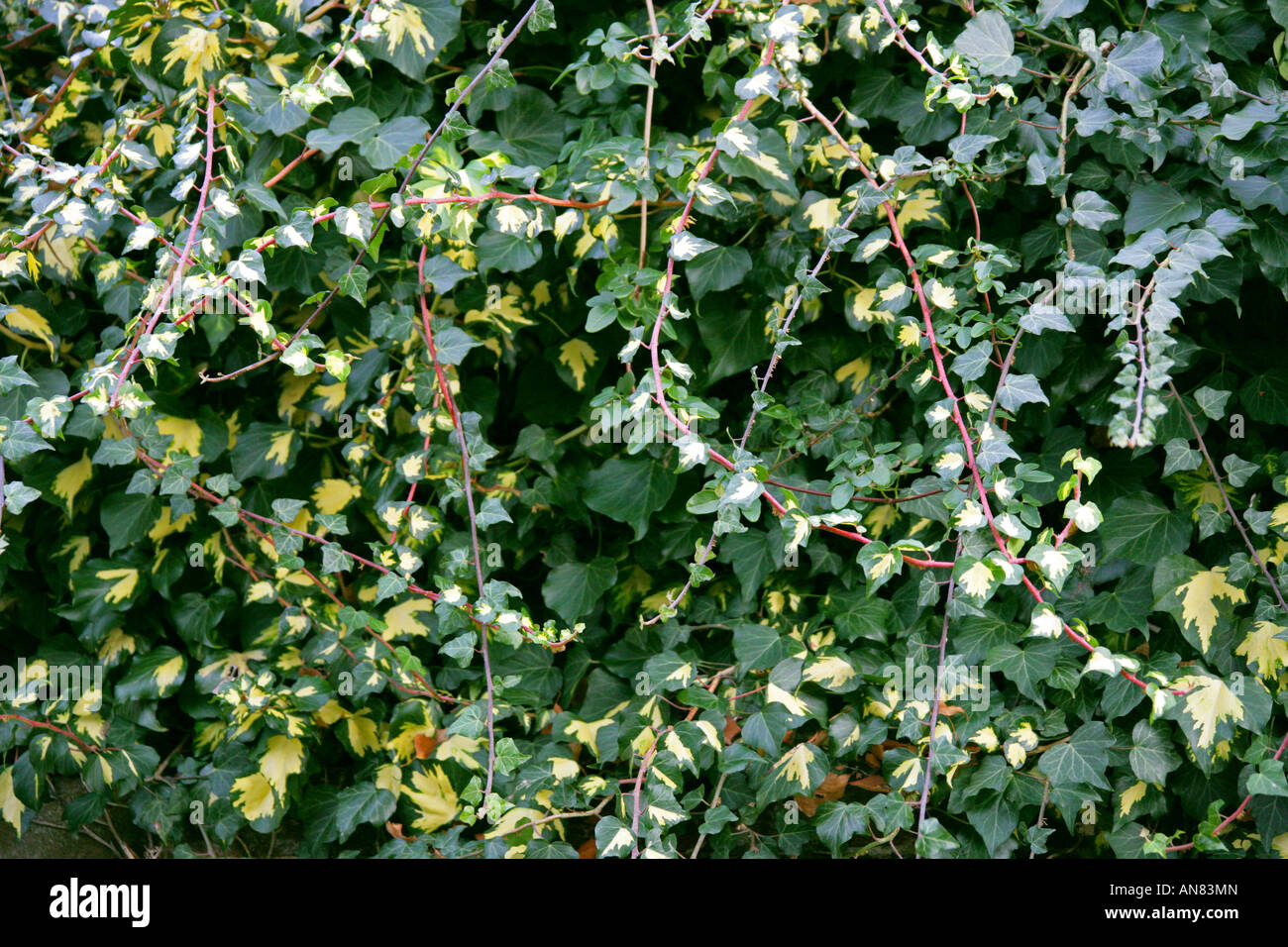 Variegated Ivy Hedera helix Growing on a Wall Stock Photo