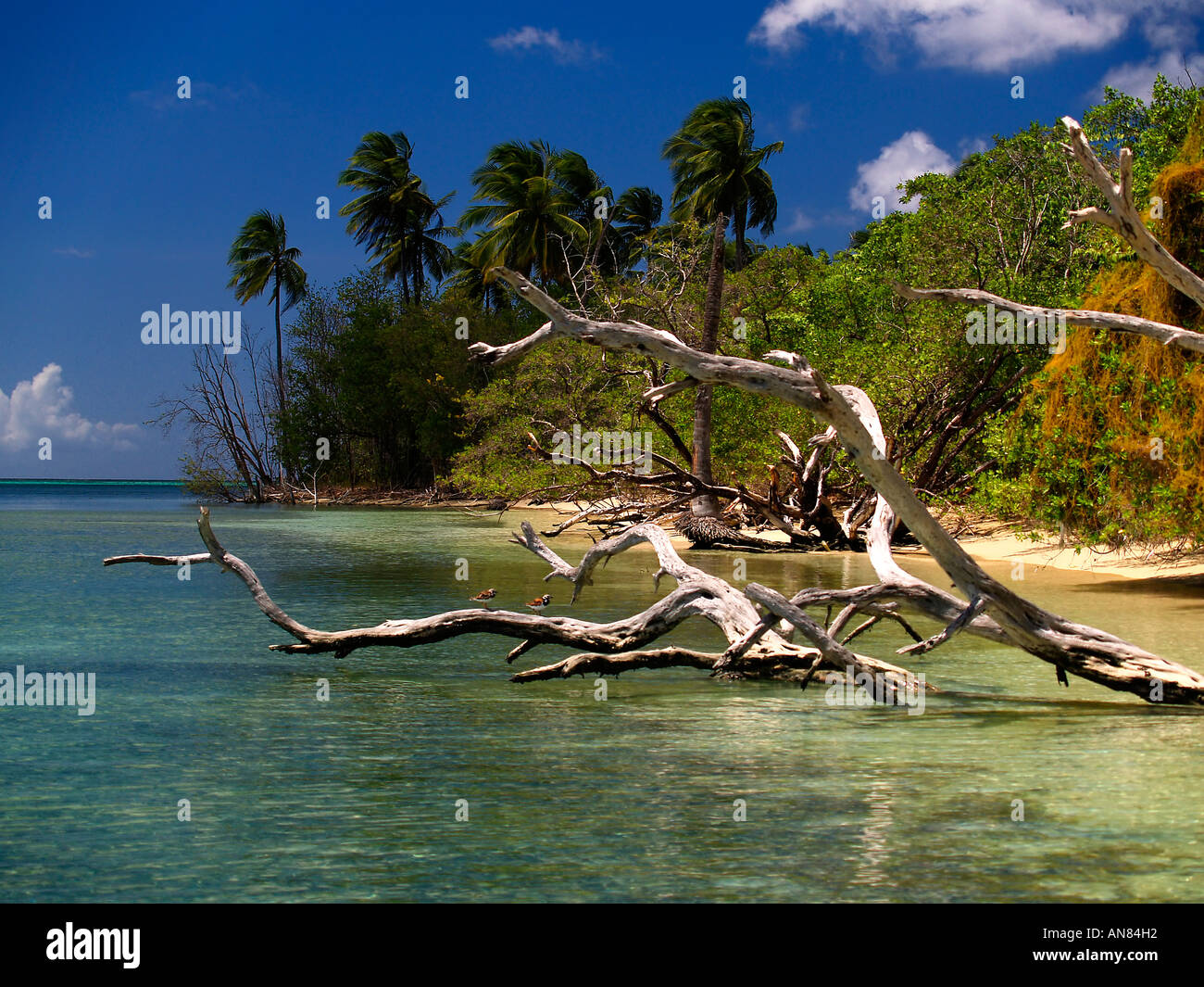 Tropical paradise at Bon Accord Lagoon Tobago Stock Photo Alamy