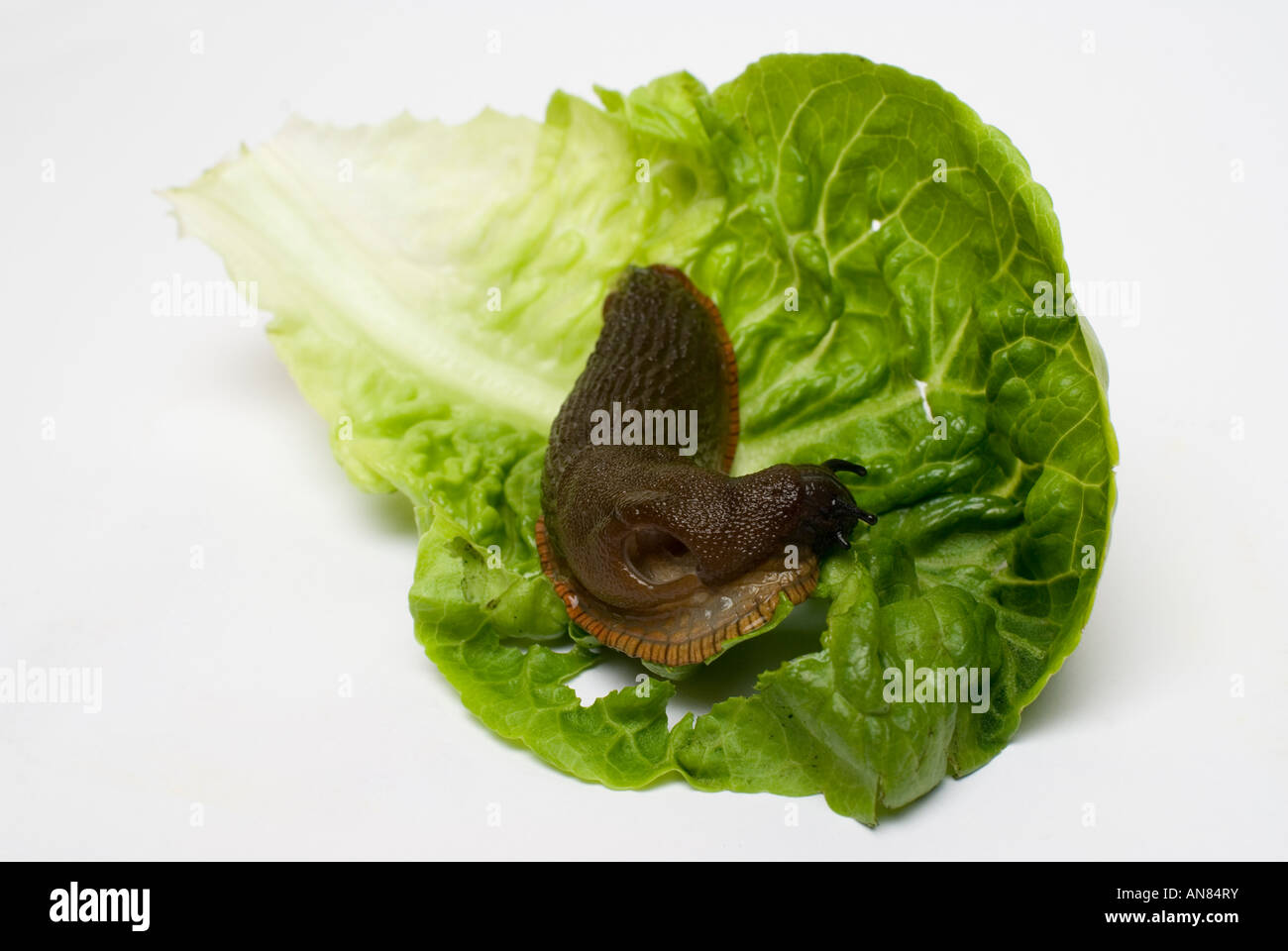 slug on lettuce stock