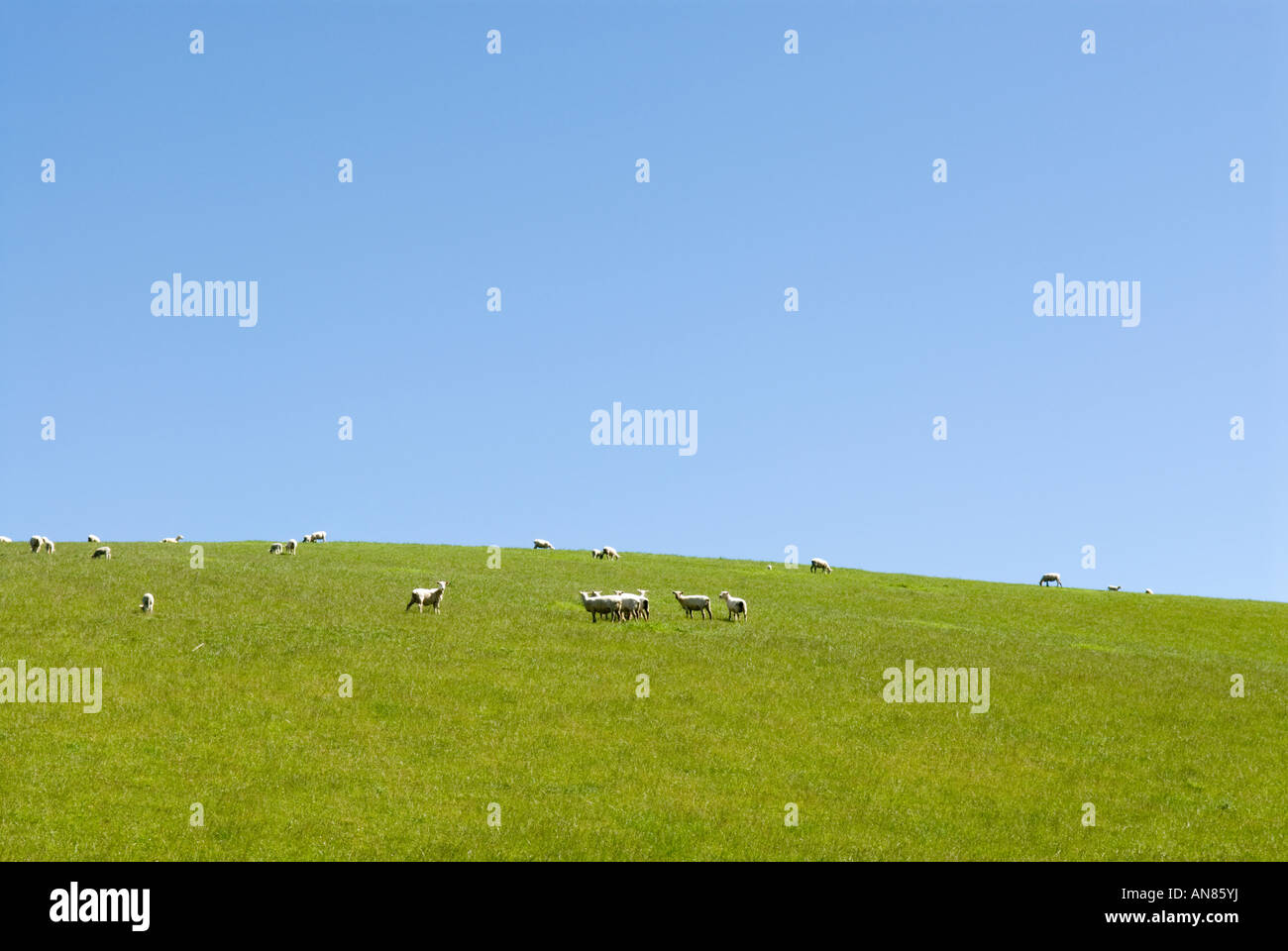 New Zealand - sheep on green grass with blue sky Stock Photo - Alamy