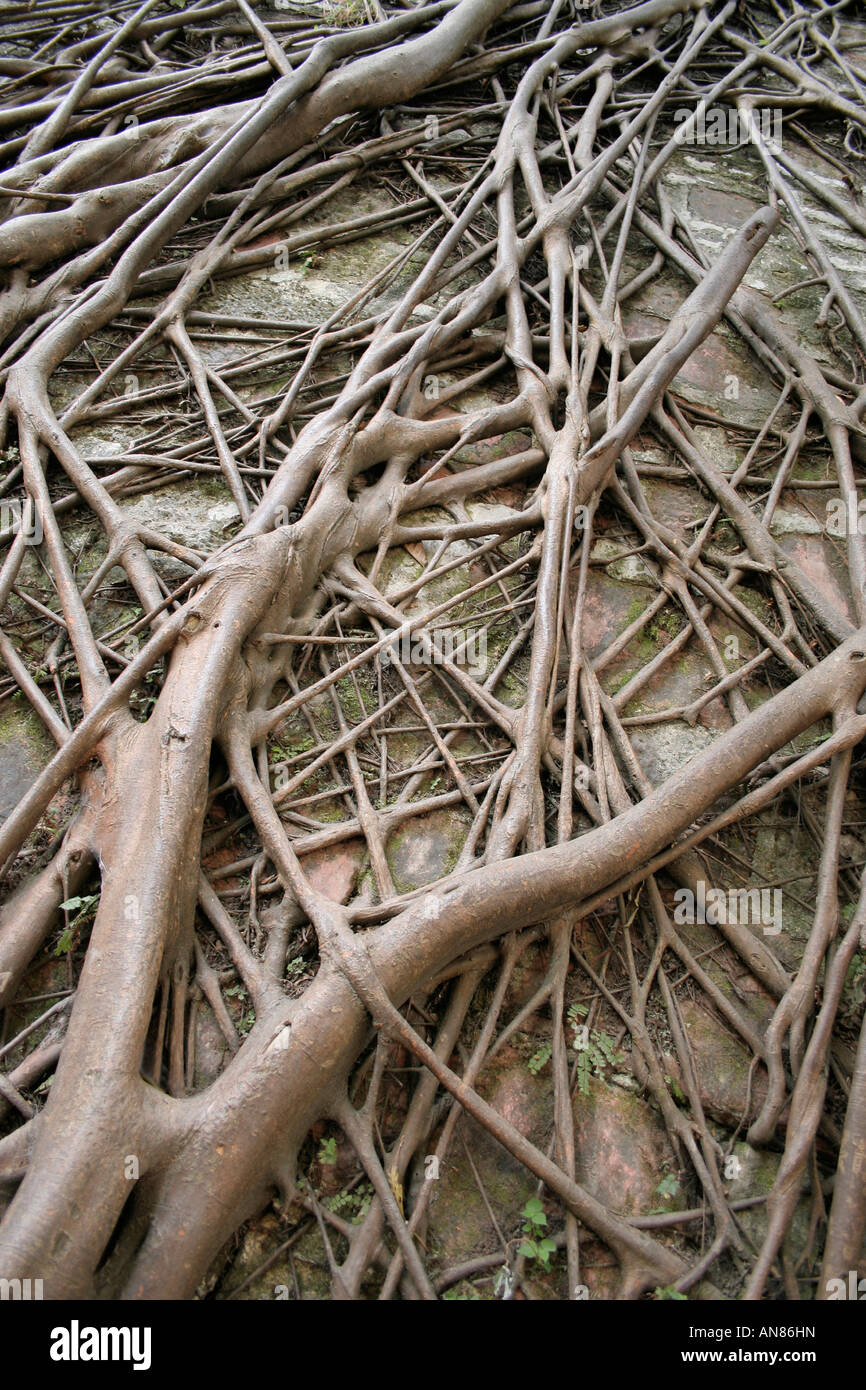 Dry root tree in hi-res stock photography and images - Alamy