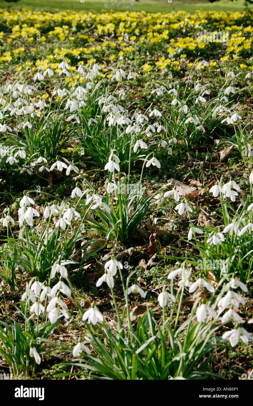 Snowdrops Stock Photo