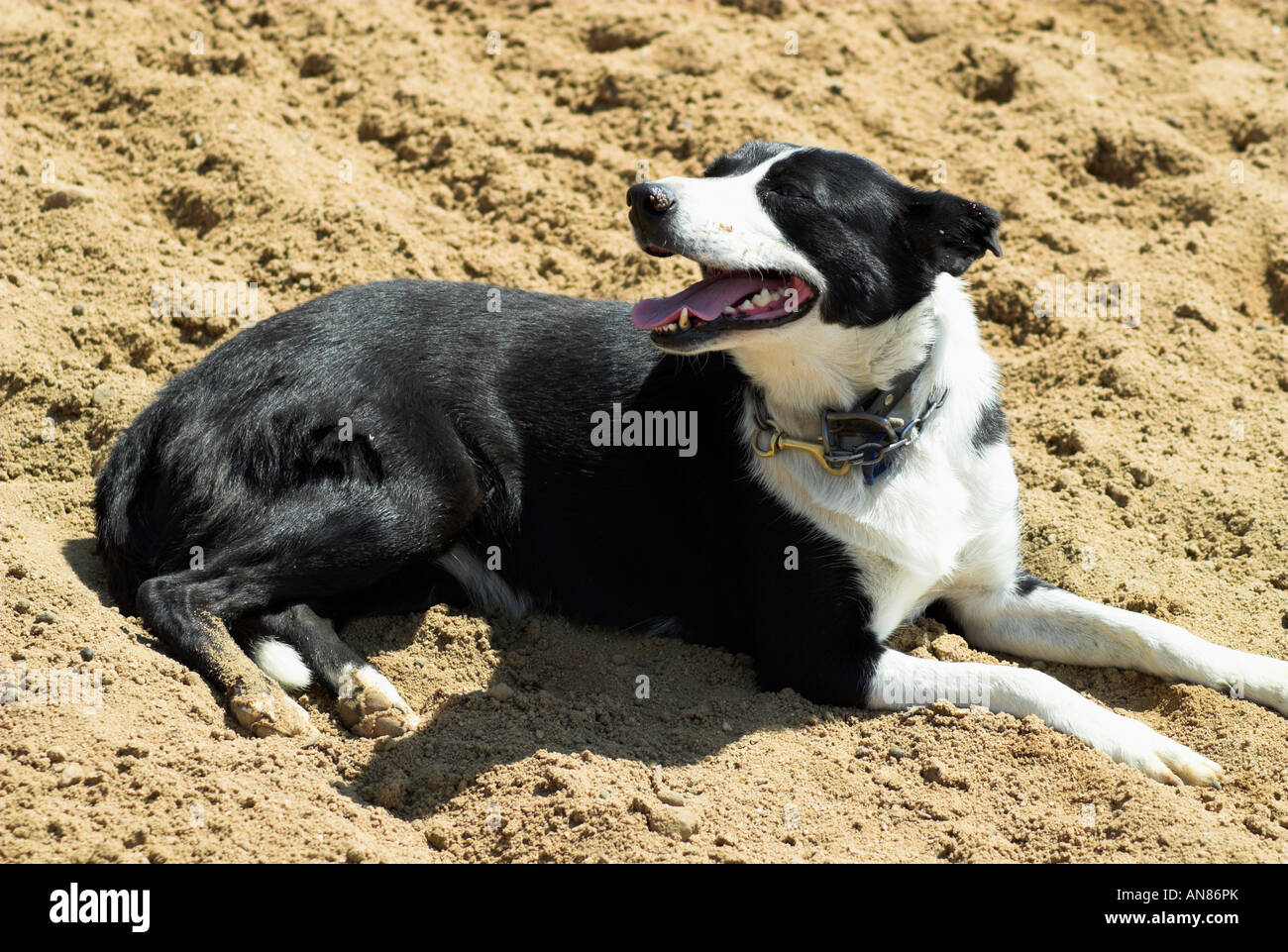 Cattle dog at a demonstration taking place at the Stockman's Hall of Fame, Queensland, Australia Stock Photo