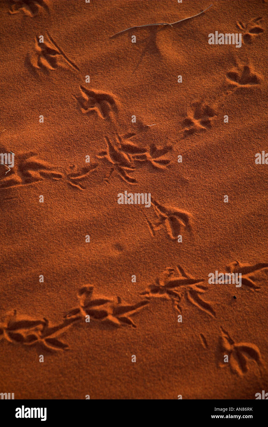 Sand tracks in outback Queensland, Australia Stock Photo