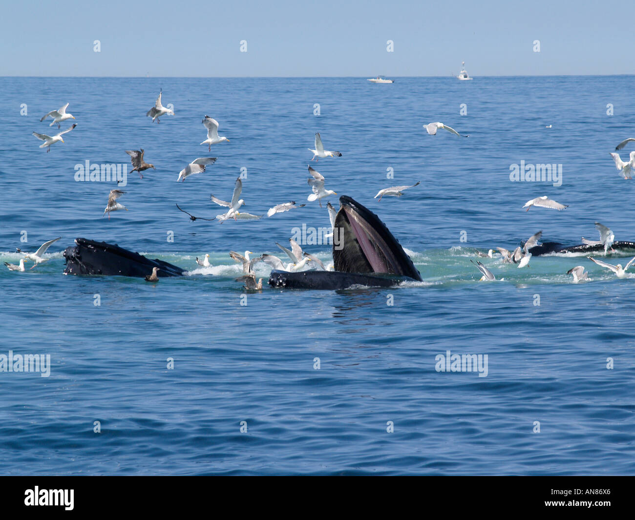 Humpback whales bubble net feeding, Stellwagen Bank Boston,  Massachusetts USA Stock Photo