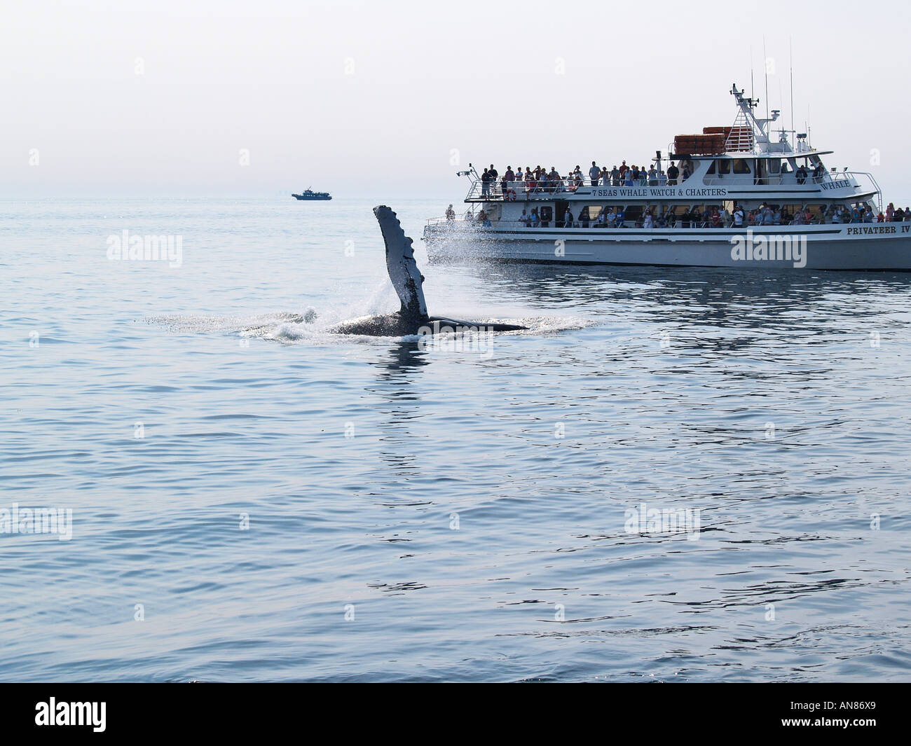 Humpback Whale playing up to a whale watching boat Stellwagen Bank Boston Massachusetts USA Stock Photo