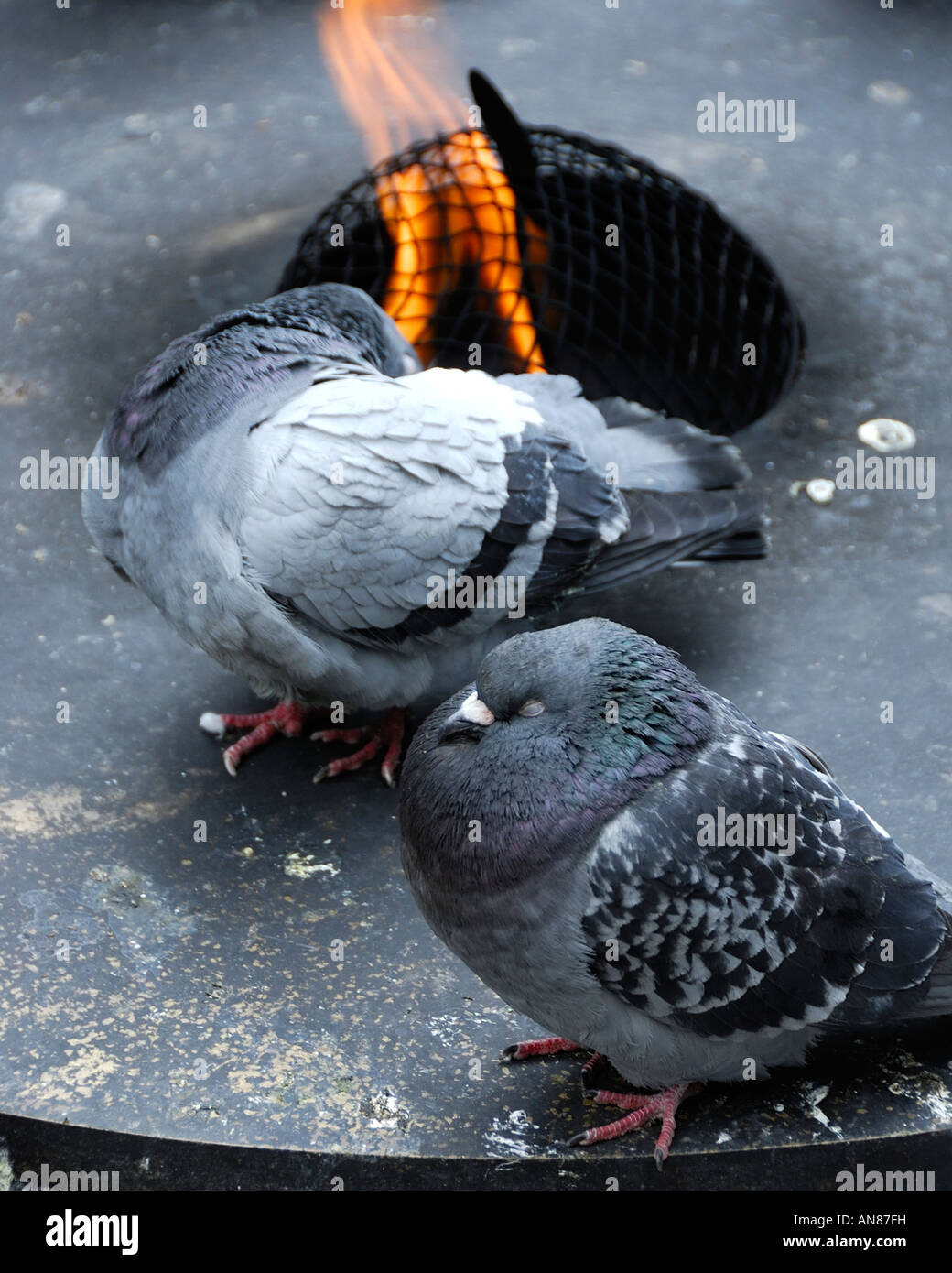 Pigeons Warming Themselves Up At An Open Fire Pit On Daley Plaza