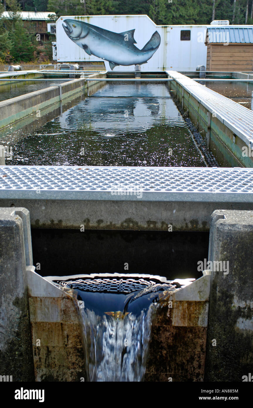 Robertson Creek Fish Hatchery Port Alberni BC   BCX 0387 Stock Photo