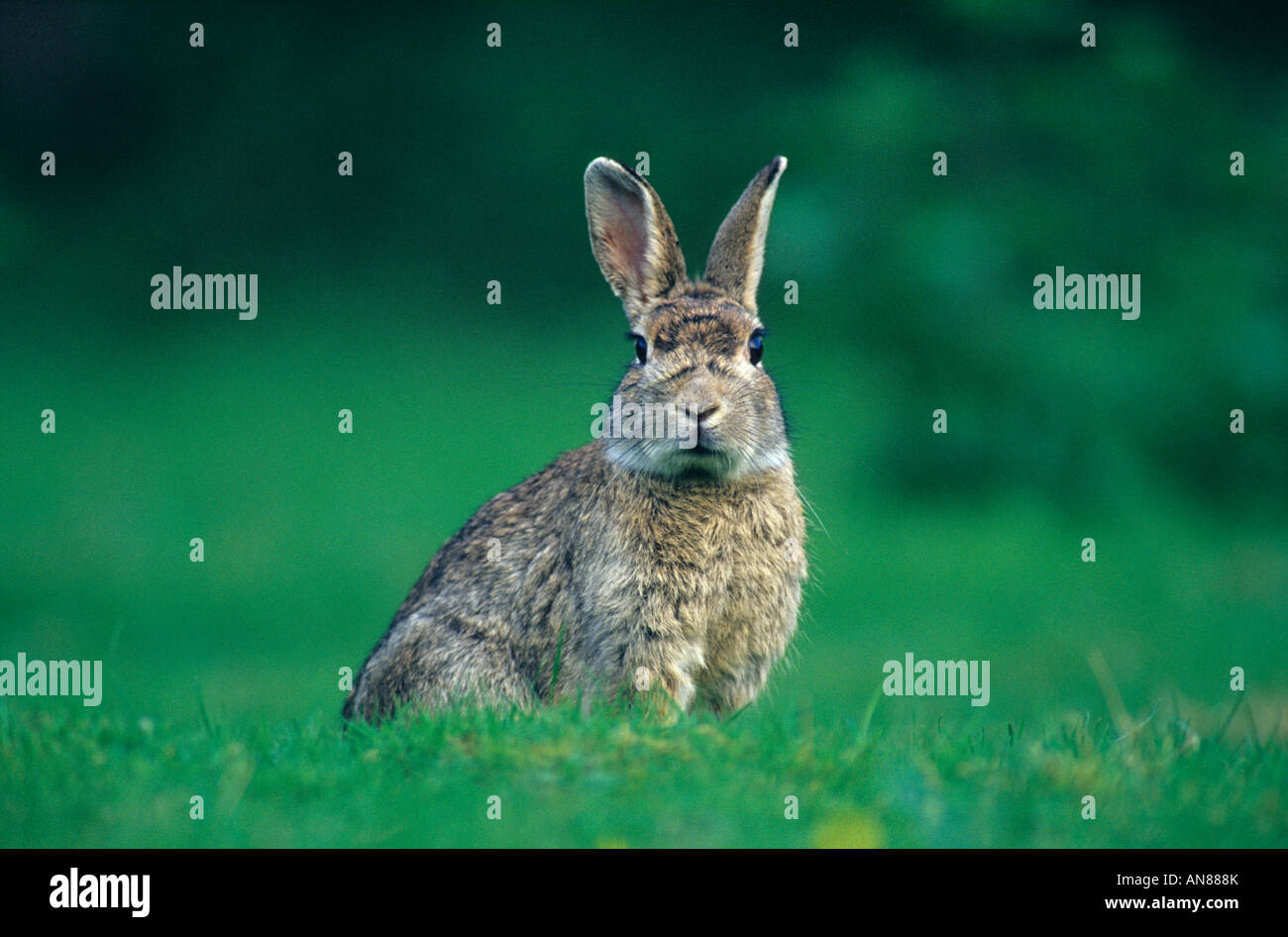 European rabbit Kent England Stock Photo