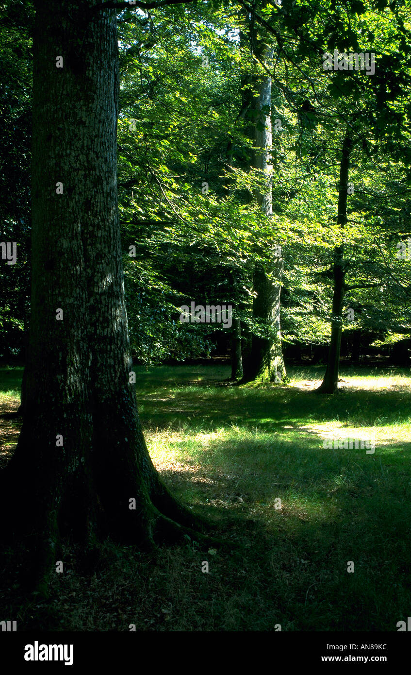 Lush greenery offers hi-res stock photography and images - Alamy