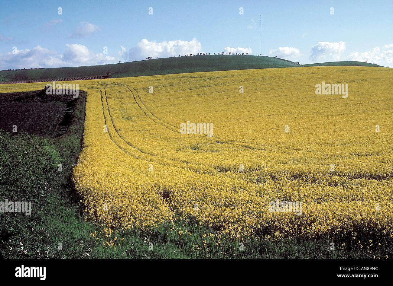 A field of oil seed rape at Arreton Stock Photo - Alamy