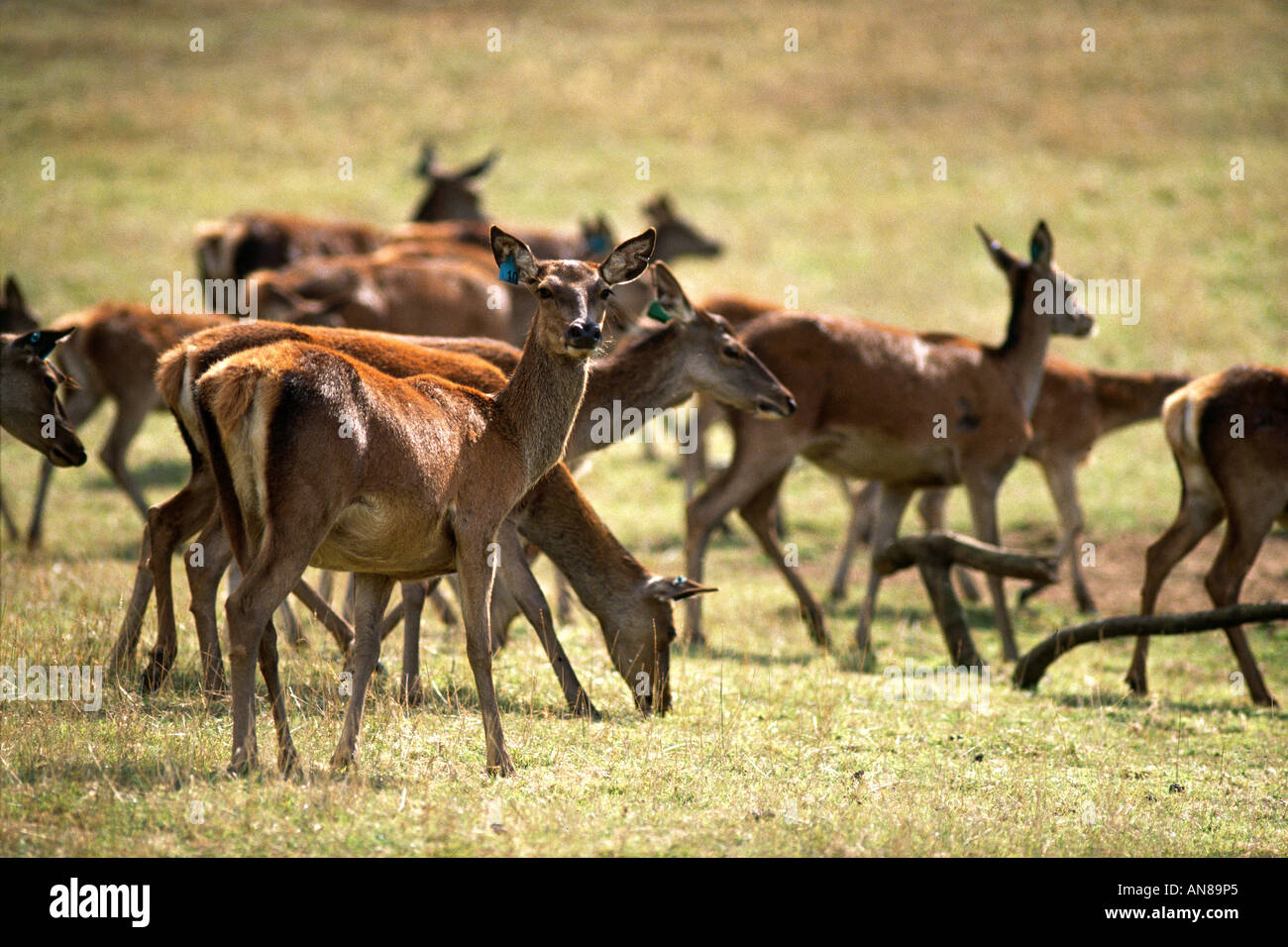 The wight herd hi-res stock photography and images - Alamy