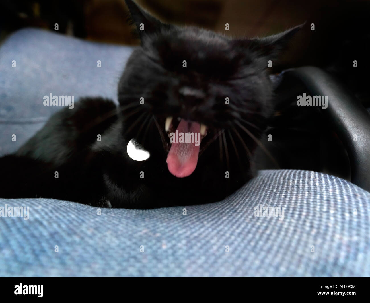 Black Cat with Tongue Out Stock Photo