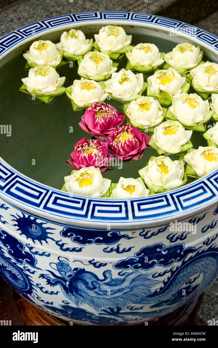 Lotus buds in a porcelain vase Stock Photo