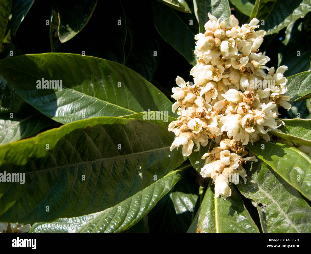loquat tree in flower Stock Photo