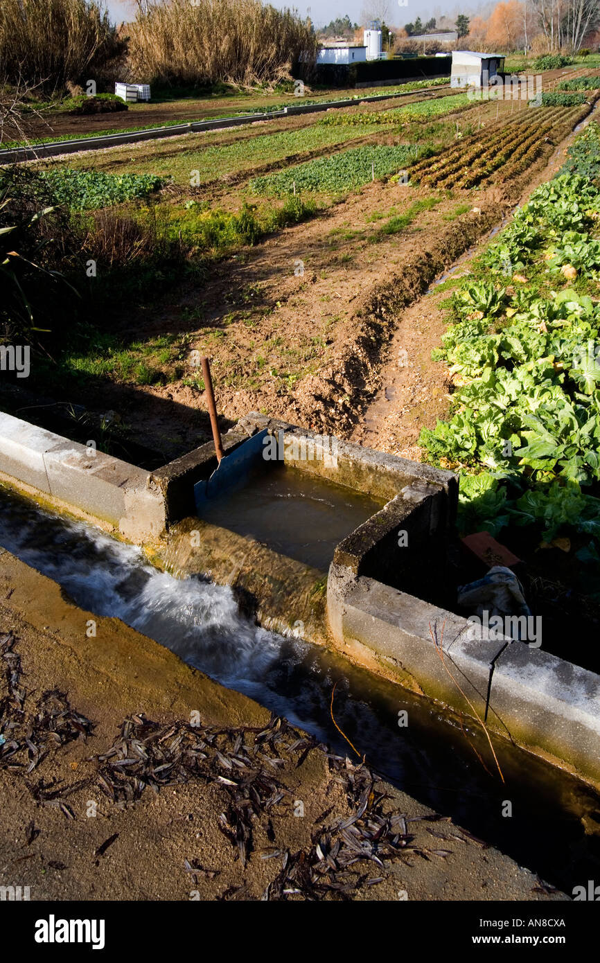 CONDEIXA PORTUGAL Spillways sluces and gates control the flow of water at a vegetable farm Stock Photo