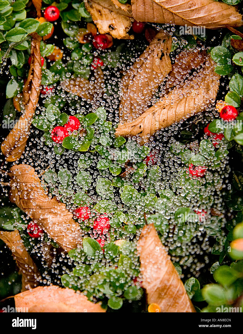 raindrops on a spiders web spread over green leaves & red berries of cotoneaster and dead brown hornbeam leaves Stock Photo