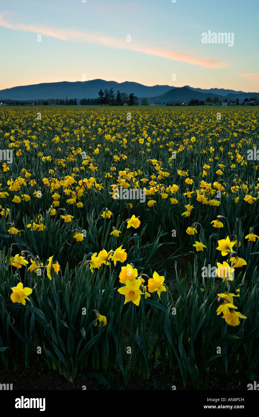 Skagit Valley daffodils fields Stock Photo Alamy