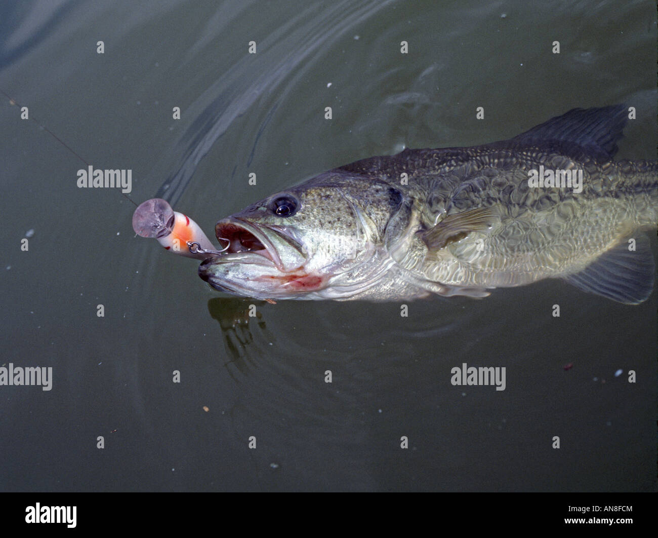 A largemouth bass black bass caught by a fisherman using a crankbait shad  immitation Stock Photo - Alamy