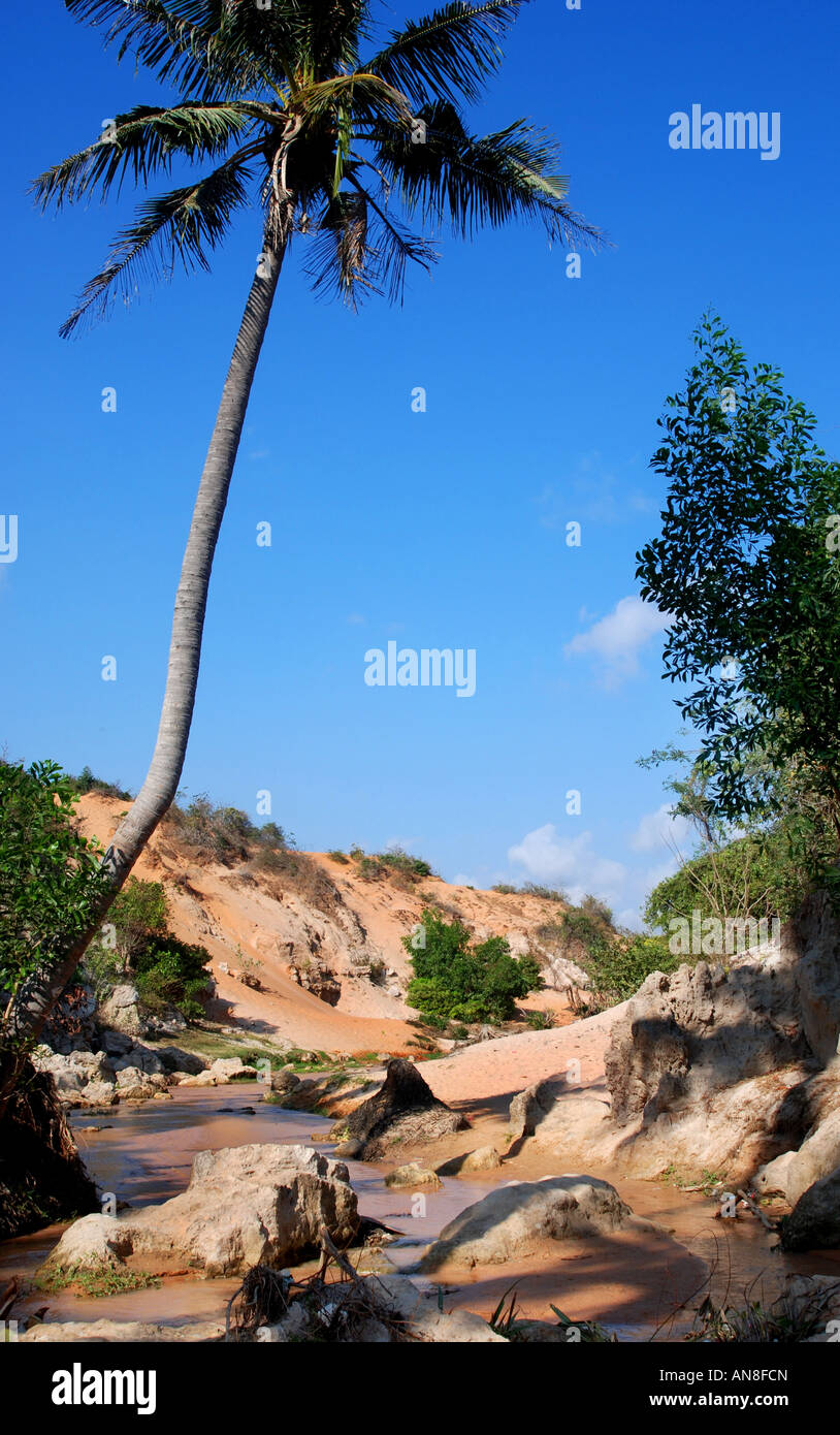 Phan Thiet Palm tree Vietnam Viet Nam Indochina Vietnamese Stock Photo