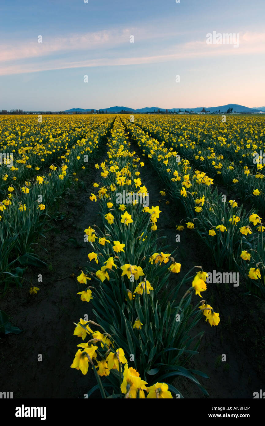 Skagit Valley daffodils fields Stock Photo Alamy