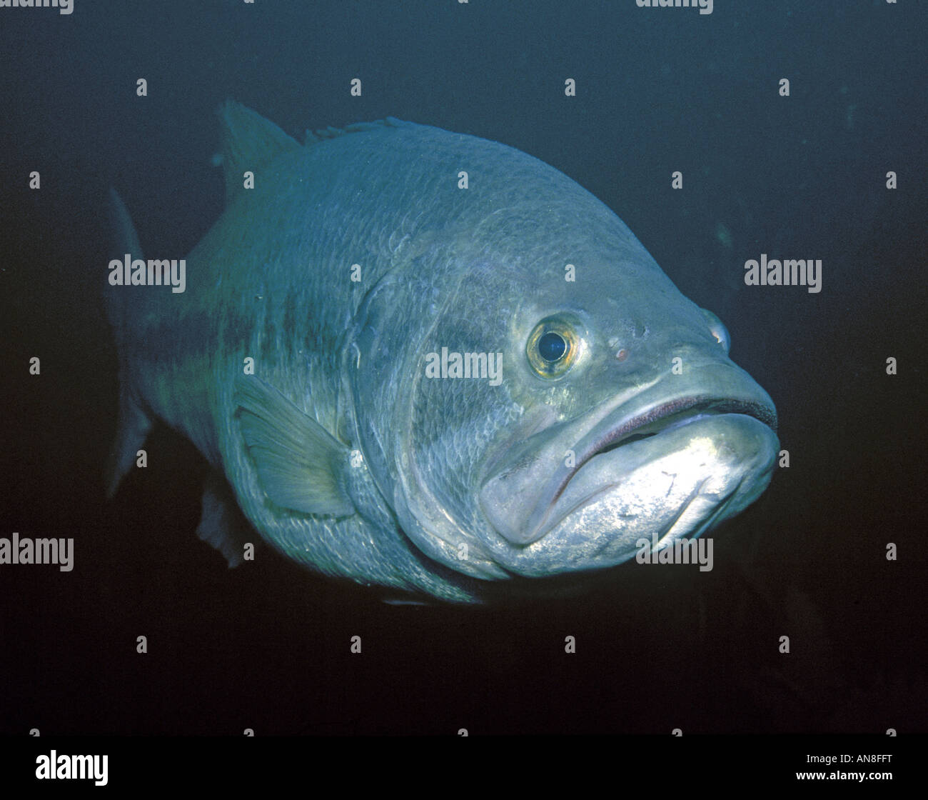 Largemouth bass underwater hi-res stock photography and images - Alamy