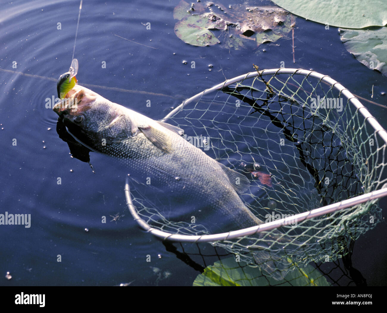 A largemouth bass black bass caught by a bass fisherman using a wooden bass  plug or crankbait in a large Florida lake Stock Photo - Alamy