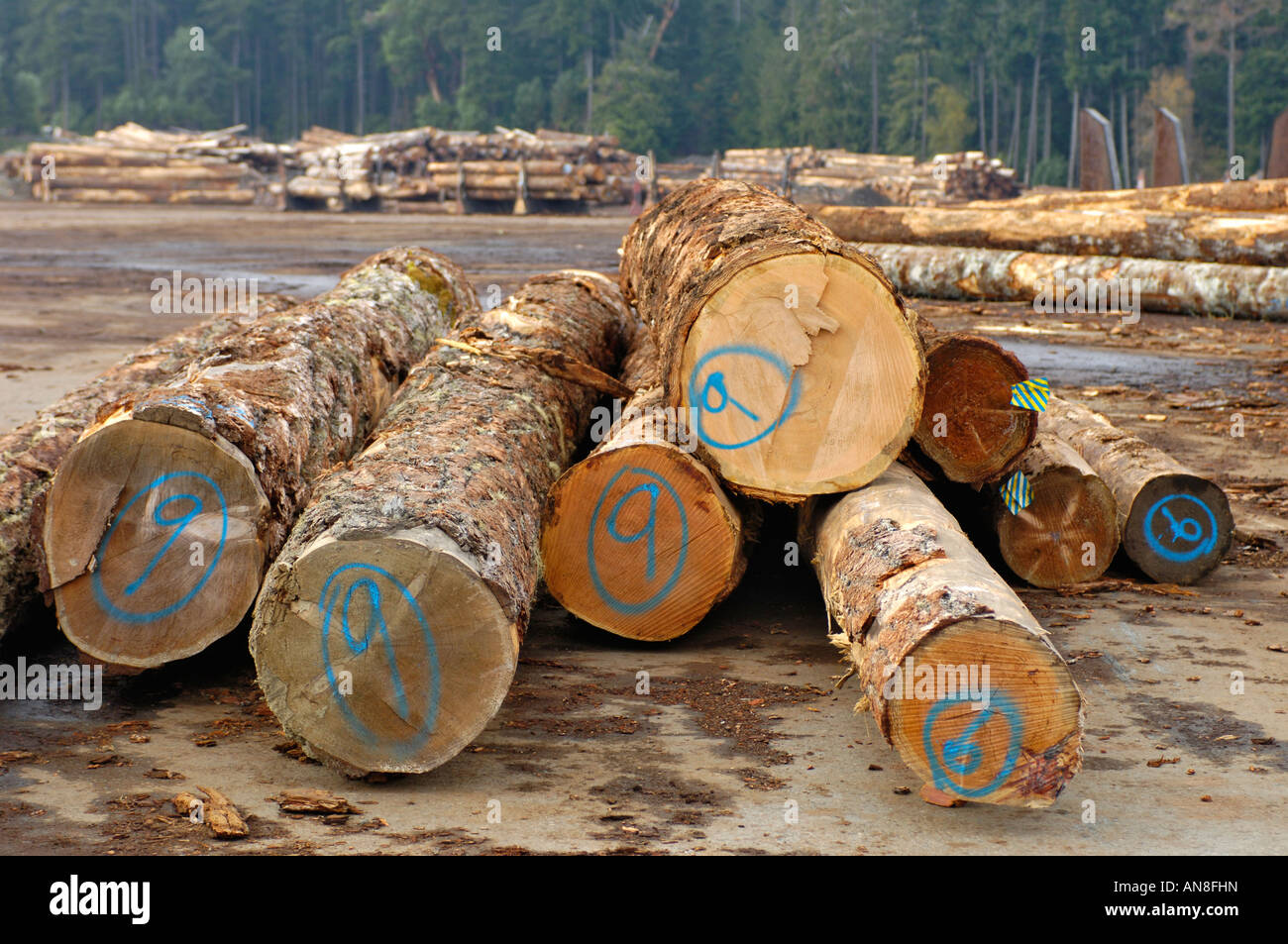 Logging lumber redwood hires stock photography and images Alamy