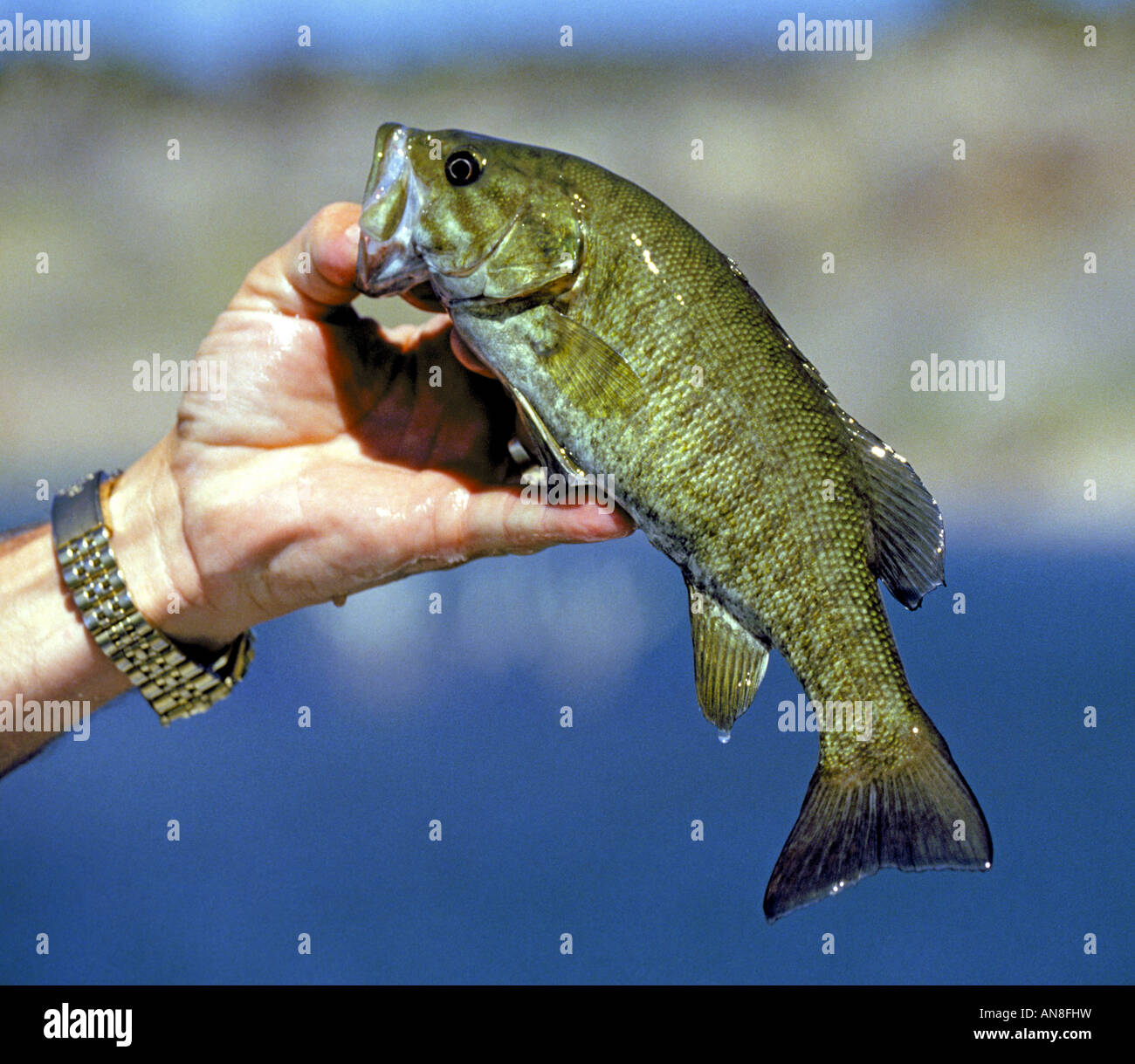 Portrait of a smallmouth bass a common game fish in many American and