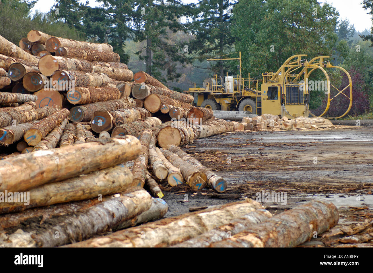 Caterpillar log Picker Canadian Sawn Lumber ready for Market Stock Photo