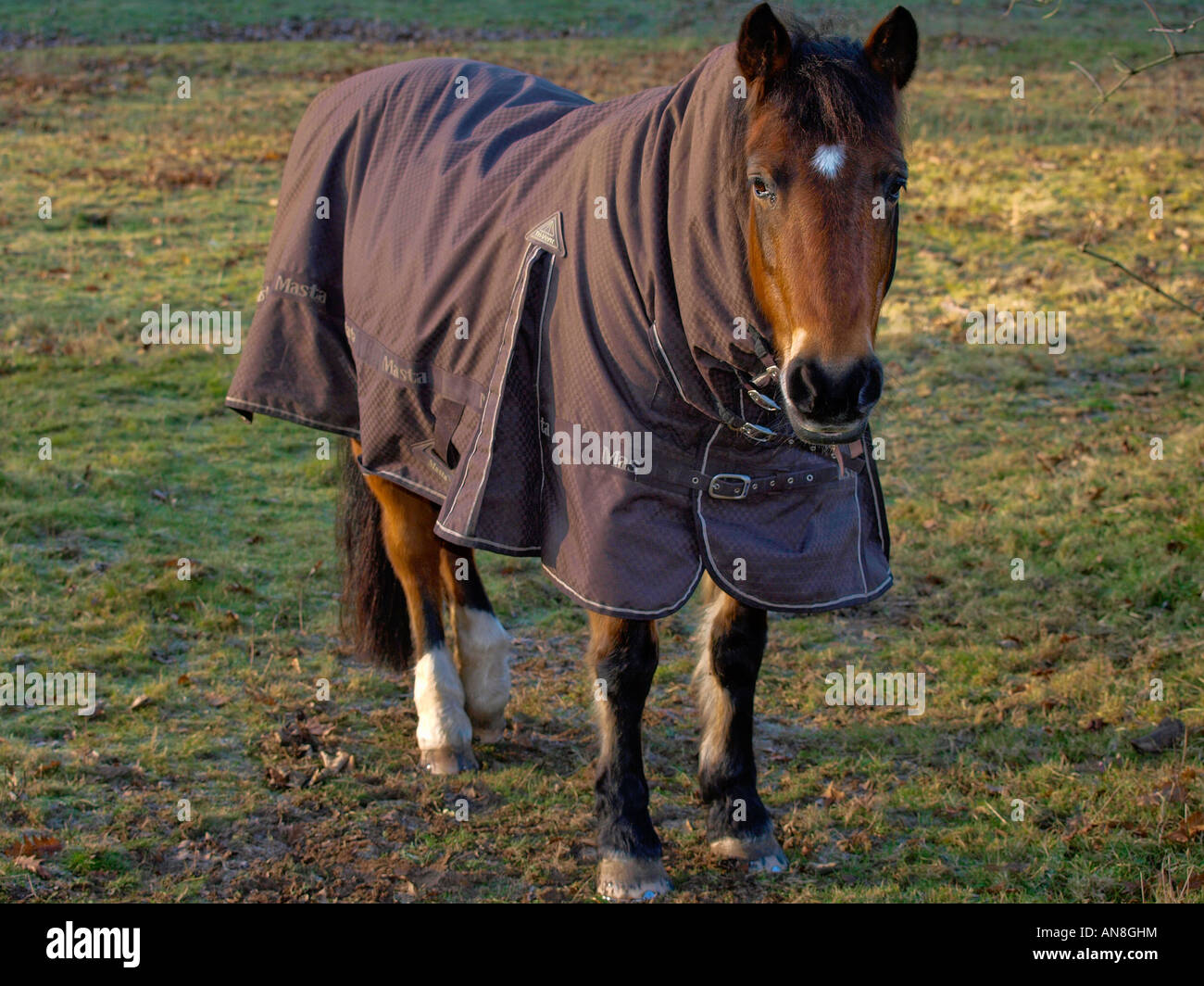 New zealand rug hires stock photography and images Alamy
