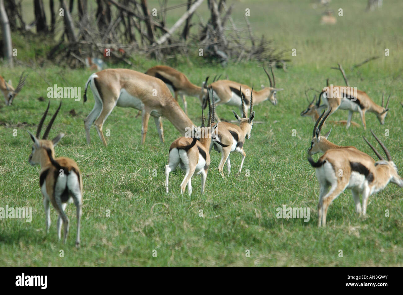Kenya Masai Mara a herd of Thomsons gazelles Gazella thomsoni Stock ...