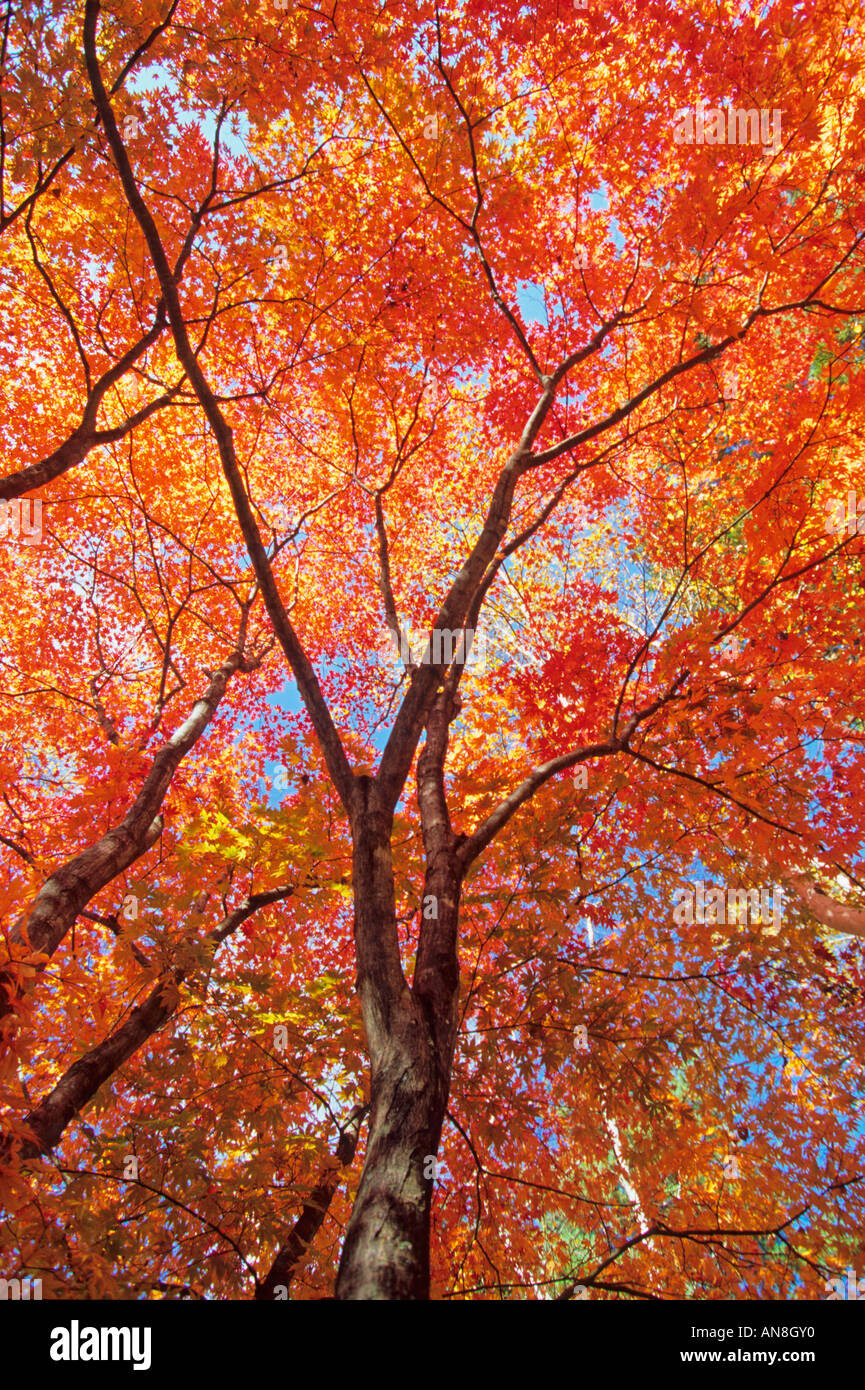 The maple trees turn red leaves in Nagano Japan Asia Stock Photo