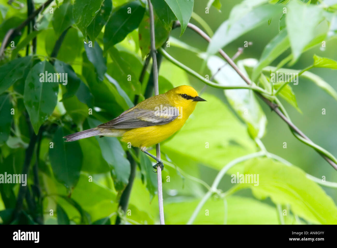 Blue-winged Warbler male has reached breeding territory in Indiana after migrating all the way north from South America. Stock Photo