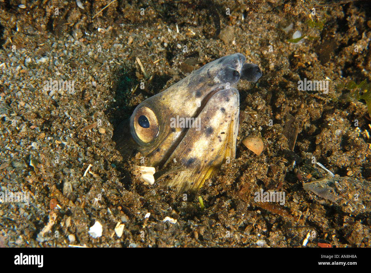 Black finned snake eel Ophichthus melanochir buried under sand ...