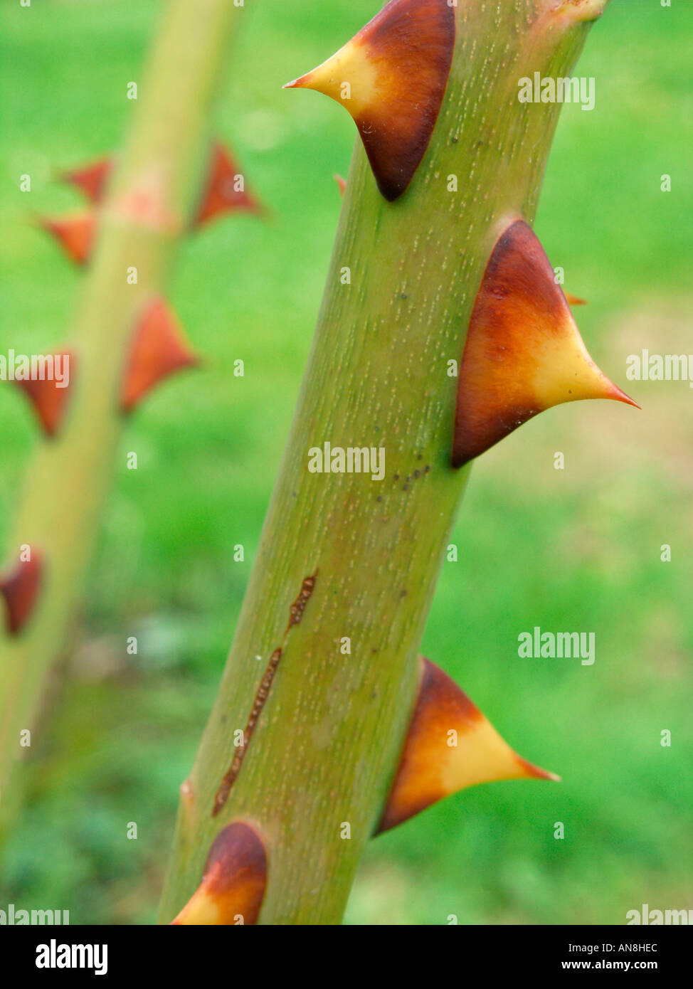 Dog Rose thorns Stock Photo Alamy