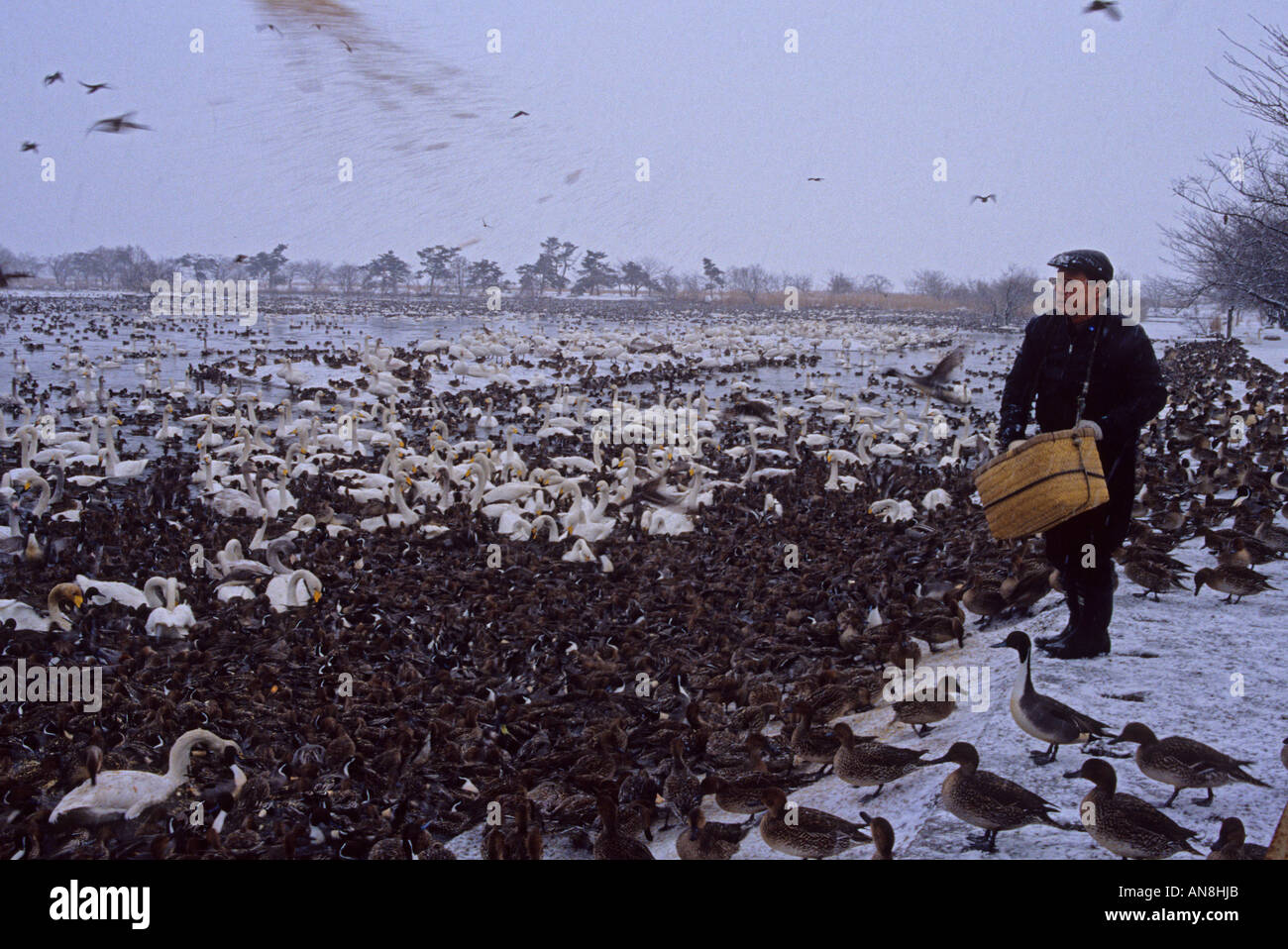 Many Migratory Birds In Winter On Lake Hyoko In Niigata Japan Asia Stock Photo Alamy