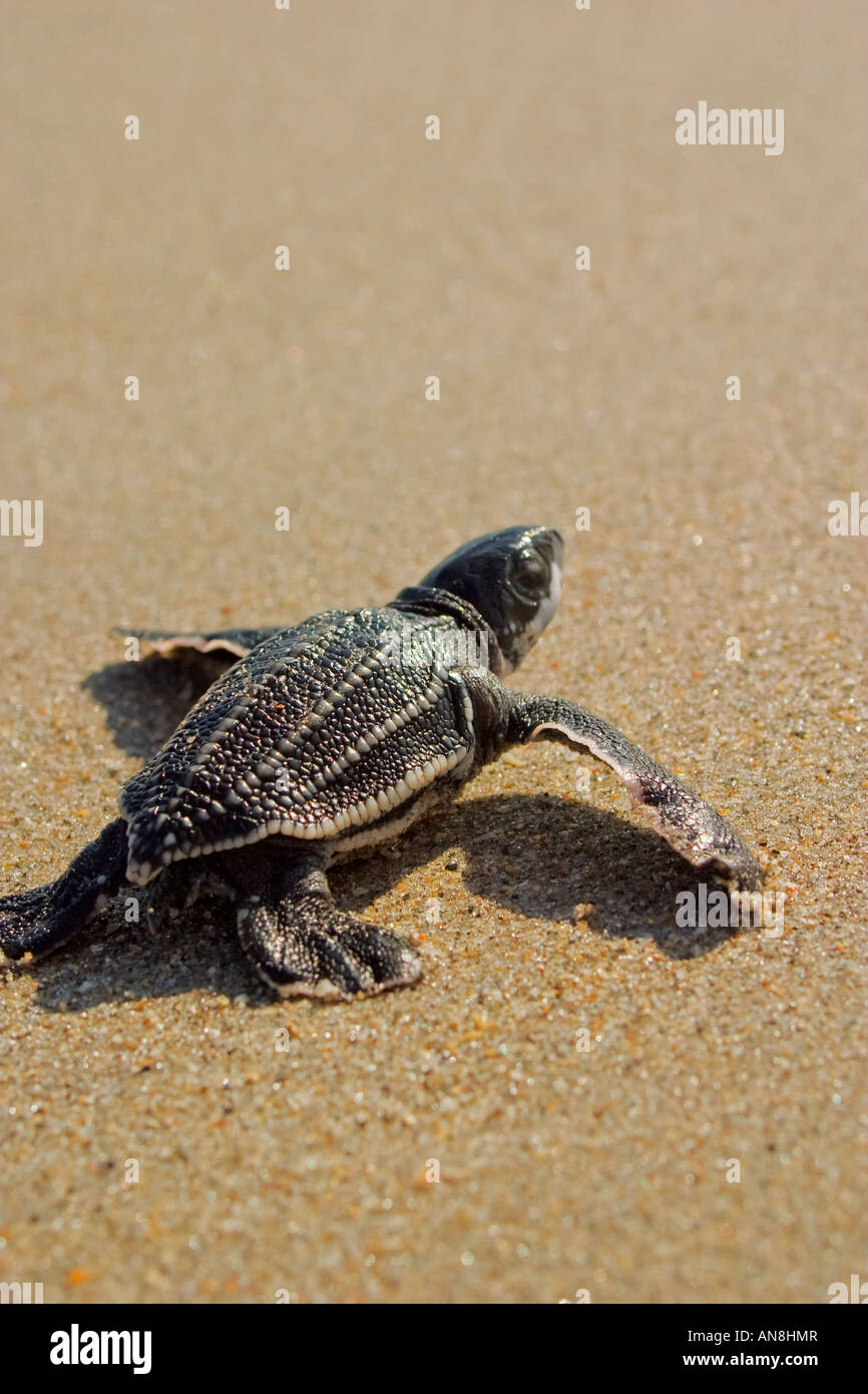 Hatchling leatherback sea turtle crawling along moist sand Stock Photo