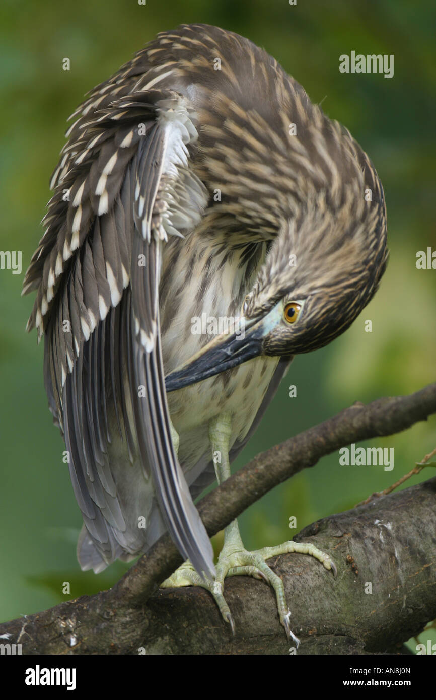 Juvenile Black-crowned Night Heron preening wing Stock Photo