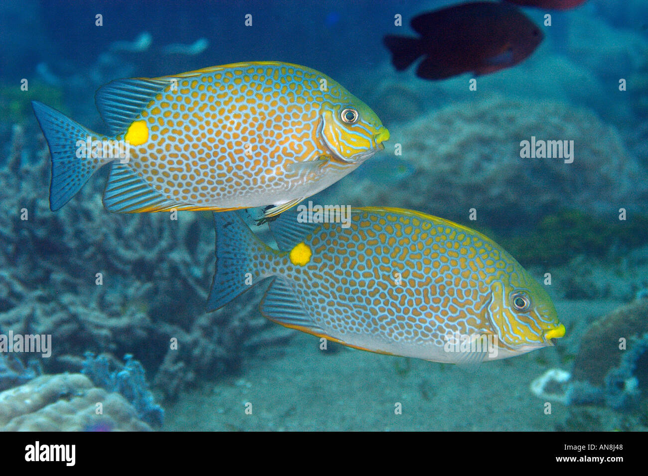 Pair of spotted or golden rabbitfish Siganus guttatus swimming in mid water Dumaguete Negros Philippines Stock Photo