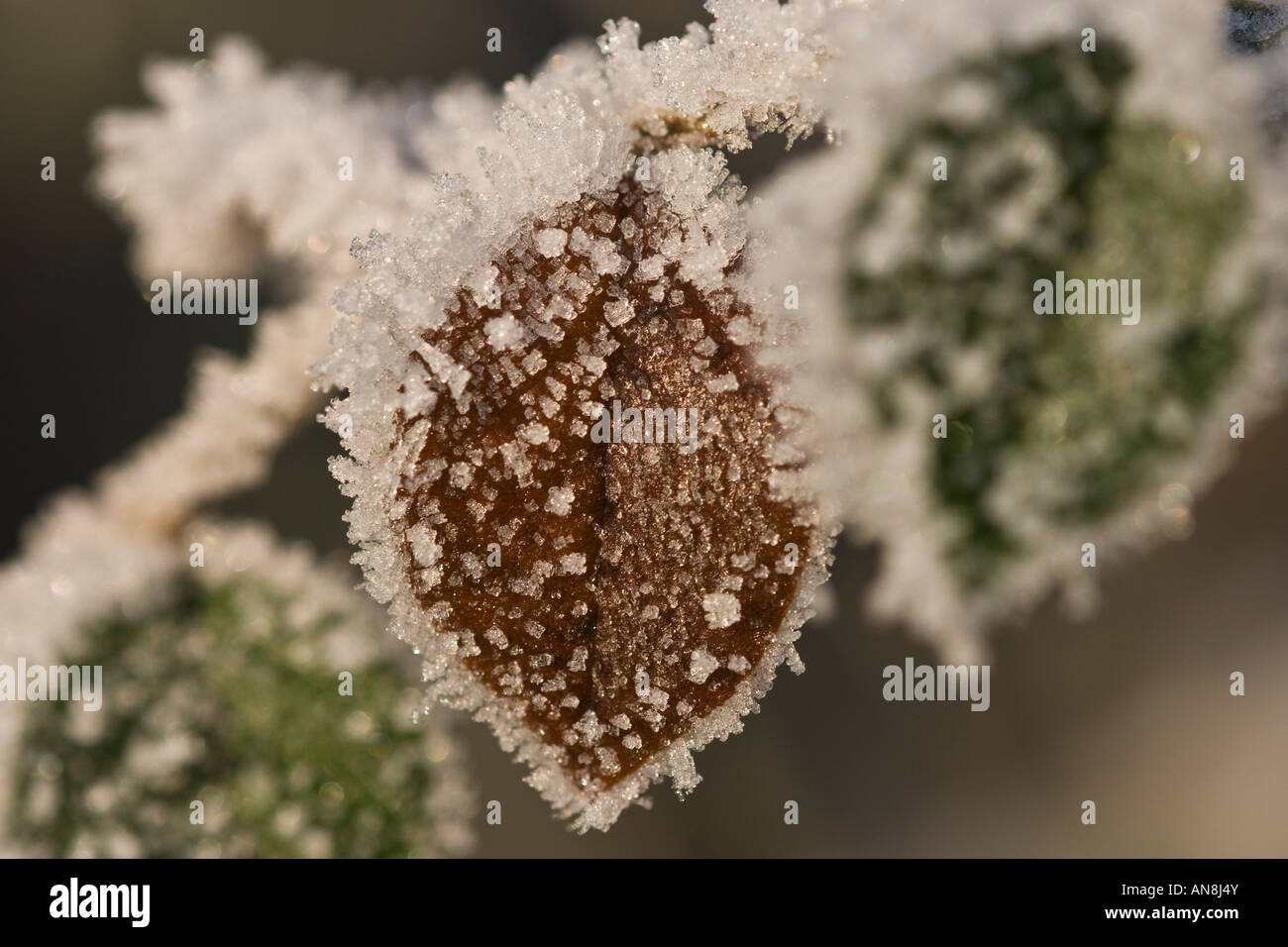 Autumn leaves frozen in winter Stock Photo - Alamy